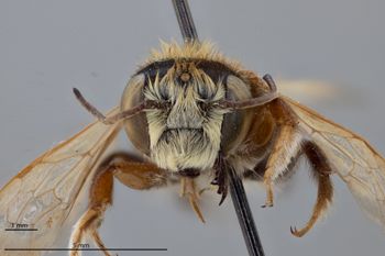 Media type: image;   Entomology 791109 Aspect: head frontal view